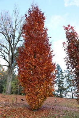 Fagus sylvatica 'Fastigiata, Dawyck Purple' - buk lesní - celek podzim